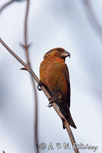 Krzyżodziób sosnowy Loxia pytyopsittacus)