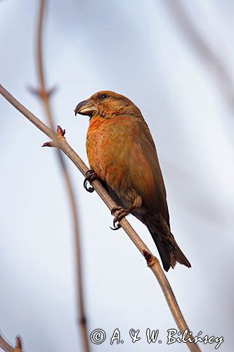 Krzyżodziób sosnowy Loxia pytyopsittacus)