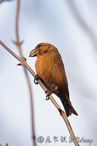 Krzyżodziób sosnowy Loxia pytyopsittacus)