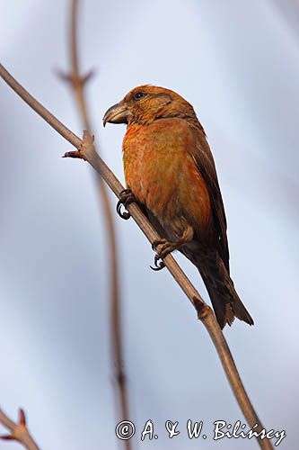 Krzyżodziób sosnowy Loxia pytyopsittacus)