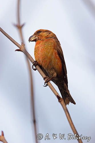 Krzyżodziób sosnowy Loxia pytyopsittacus)