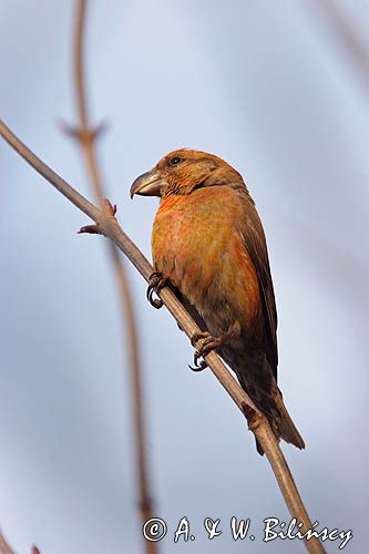 Krzyżodziób sosnowy Loxia pytyopsittacus)