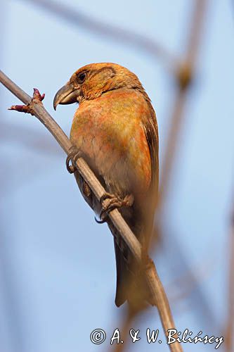 Krzyżodziób sosnowy Loxia pytyopsittacus)