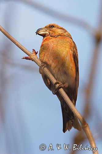 Krzyżodziób sosnowy Loxia pytyopsittacus)