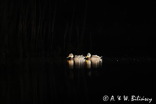 Kaczki krzyżówki, Anas platyrhynchos, nocą
