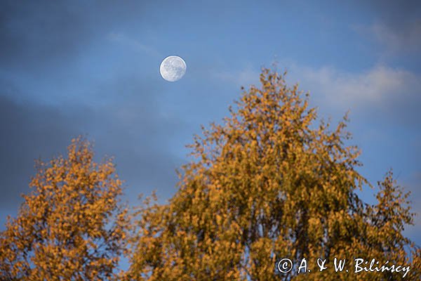 Księżyc i modrzew