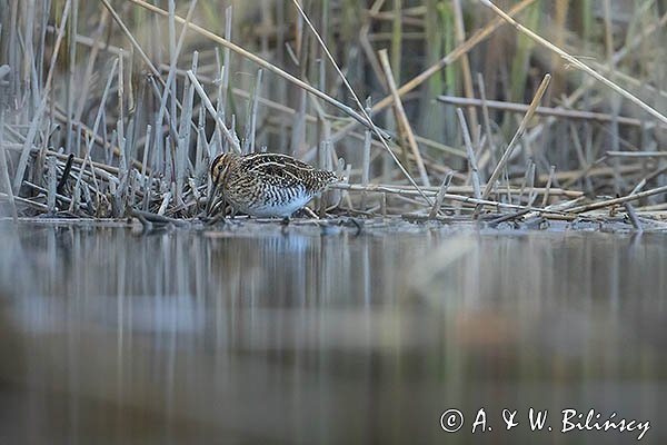 Bekas kszyk, kszyk, bekas baranek, Gallinago gallinago