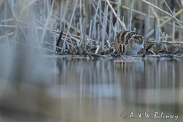 Bekas kszyk, kszyk, bekas baranek, Gallinago gallinago