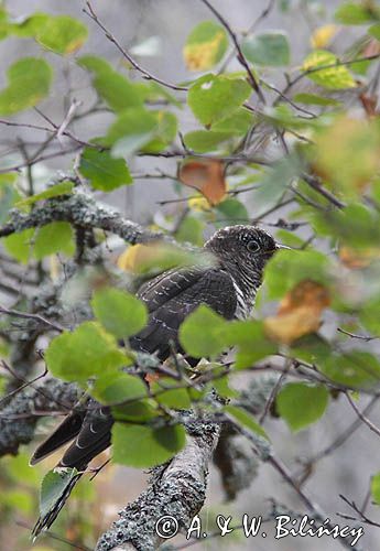 Kukułka, Cuculus canorus,