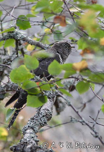 Kukułka, Cuculus canorus,