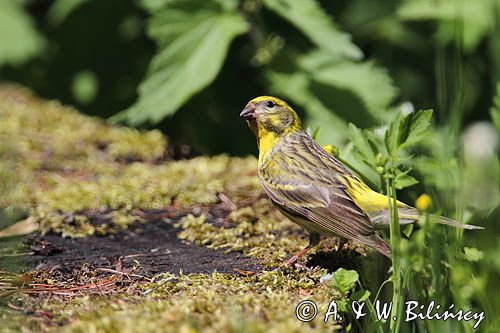 kulczyk, Serinus serinus, Serinus canaria