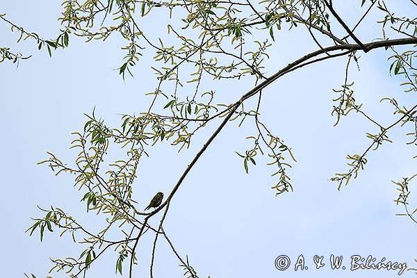 Kulczyk, Serinus serinus, Serinus canaria