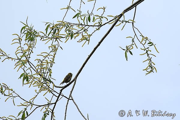 Kulczyk, Serinus serinus, Serinus canaria