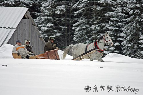 zima, kulig w Dolinie Chochołowskiej, Polana Cochołowska, szałasy pasterskie, Tatrzański Park Narodowy Murań, widok z Mur