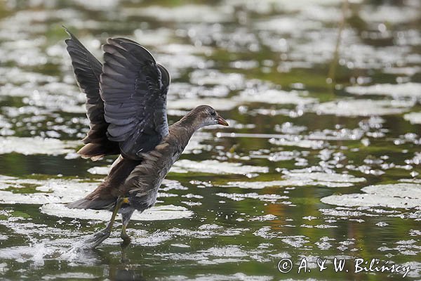 Kokoszka wodna, kurka wodna, Gallinula chloropus, młoda