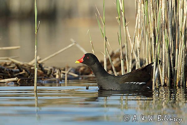 Kokoszka zwyczajna, kokoszka, kokoszka wodna, kurka wodna, Gallinula chloropus