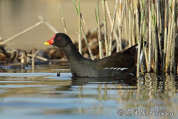 Kokoszka zwyczajna, kokoszka, kokoszka wodna, kurka wodna, Gallinula chloropus