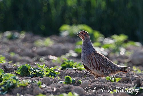 kuropatwa na polu, Perdix perdix