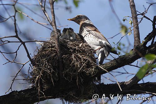 Kwiczoł Turdus pilaris) przy gnieździe