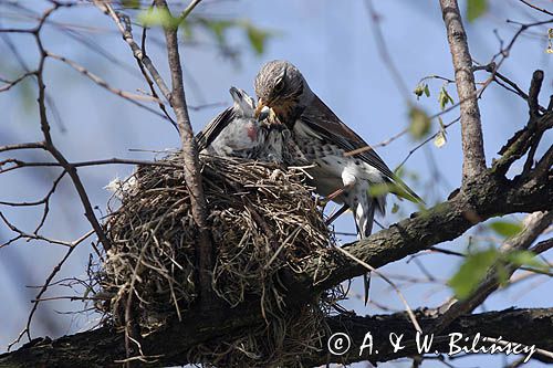 Kwiczoł Turdus pilaris) przy gnieździe