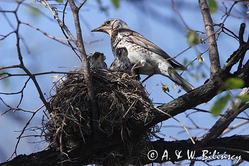 Kwiczoł Turdus pilaris) przy gnieździe