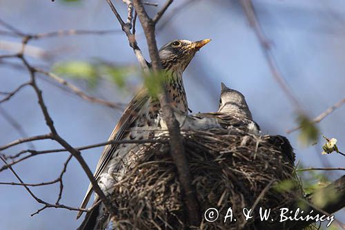 Kwiczoł Turdus pilaris) przy gnieździe