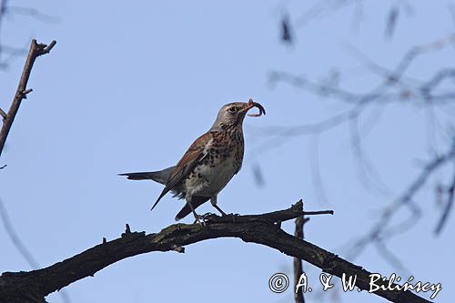 Kwiczoł Turdus pilaris) z dżdżownicą w dziobie