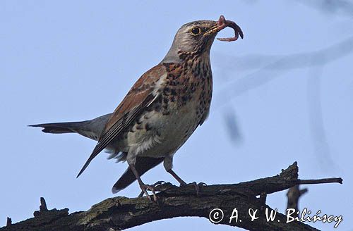 Kwiczoł Turdus pilaris) z dżdżownicą w dziobie