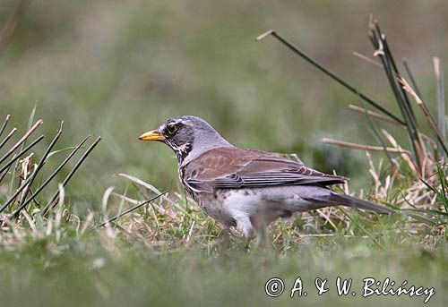 Kwiczoł Turdus pilaris) na łące