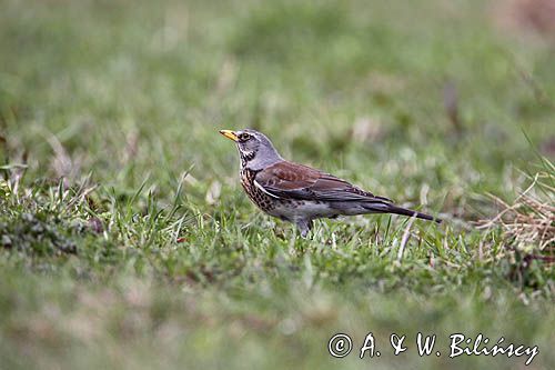 Kwiczoł Turdus pilaris) na łące