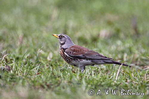 Kwiczoł Turdus pilaris) na łące