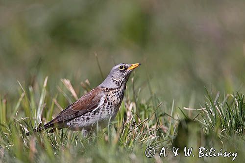 Kwiczoł Turdus pilaris) na łące