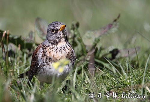 Kwiczoł Turdus pilaris) na łące