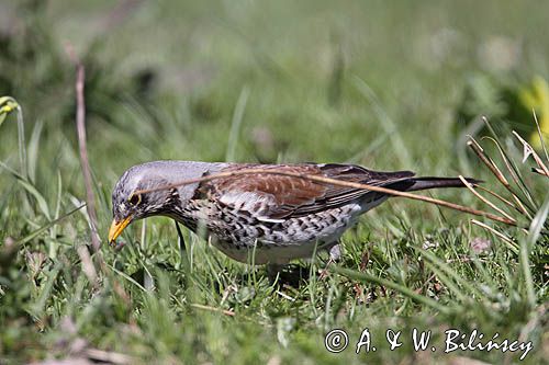 Kwiczoł Turdus pilaris) na łące