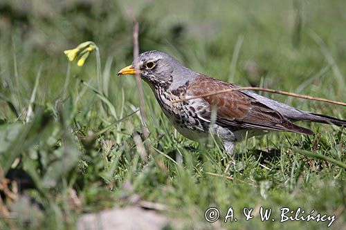 Kwiczoł Turdus pilaris) na łące