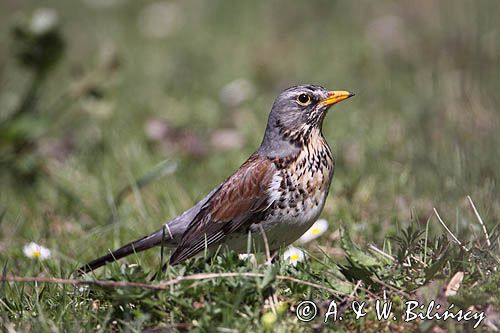 Kwiczoł Turdus pilaris) na łące