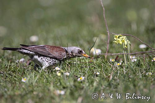 Kwiczoł Turdus pilaris) na łące