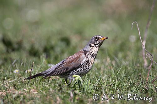 Kwiczoł Turdus pilaris) na łące