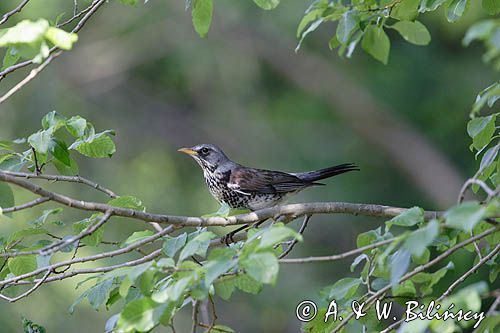 Kwiczoł, Turdus pilaris