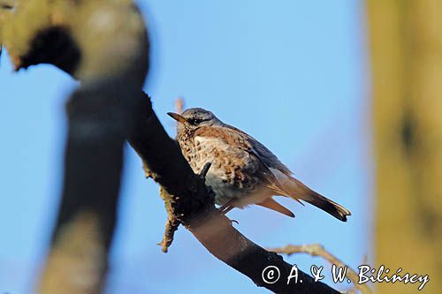 Kwiczoł,Turdus pilaris