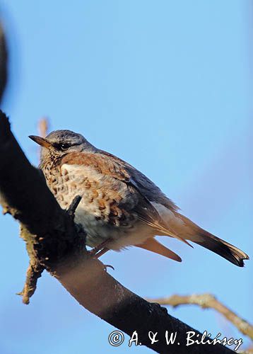 Kwiczoł,Turdus pilaris