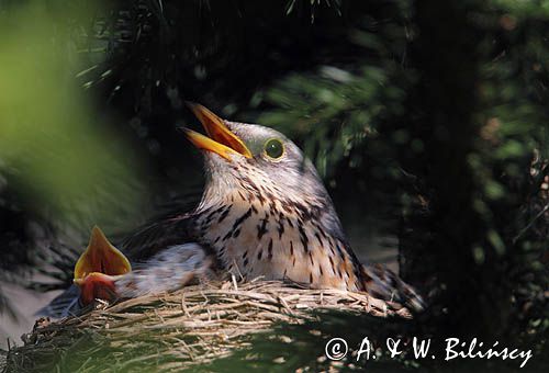 Kwiczoł, Turdus pilaris