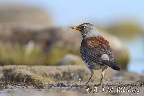 Kwiczoł, Turdus pilaris