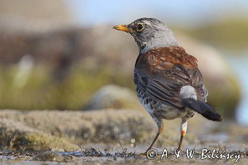 Kwiczoł, Turdus pilaris