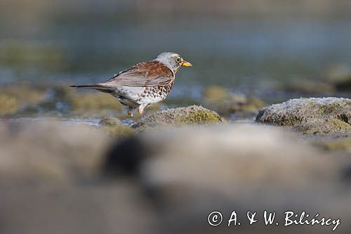 Kwiczoł, Turdus pilaris