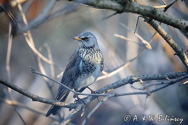 Kwiczoł, Turdus pilaris