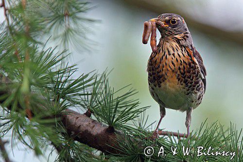 Kwiczoł,Turdus pilaris, z dżdżownicą w dziobie