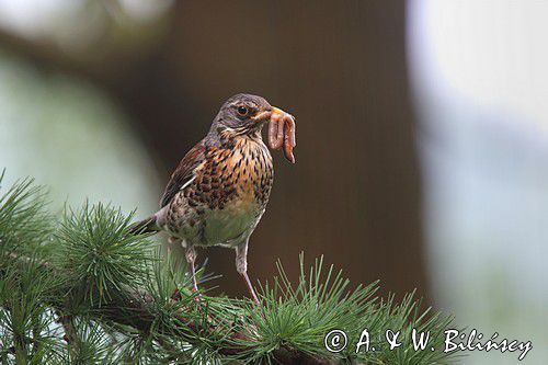 Kwiczoł,Turdus pilaris, z dżdżownicą w dziobie