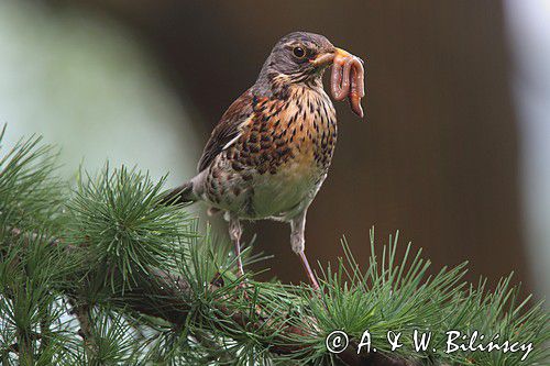 Kwiczoł,Turdus pilaris, z dżdżownicą w dziobie