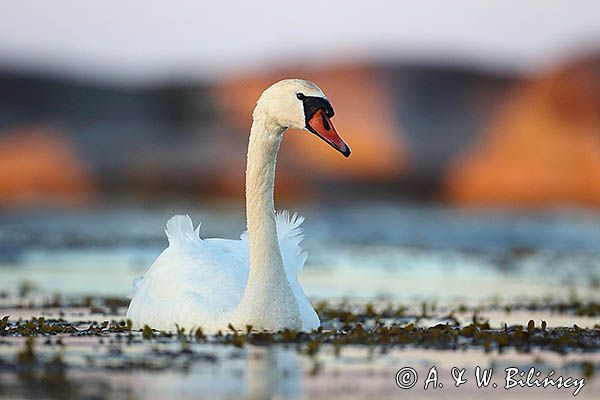 łabędź niemy Cygnus olor